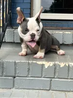 Gizzie, a female American Bully for sale in Decatur, GA – 5 of 7