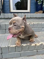Chanel, a female American Bully for sale in Decatur, GA – 2 of 7