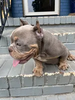 Chanel, a female American Bully for sale in Decatur, GA – 3 of 7