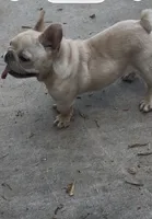 Luh Pinky, a male French Bulldog for sale in Decatur, GA – 3 of 5