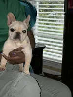 Luh Pinky, a male French Bulldog for sale in Decatur, GA – 4 of 5