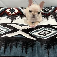 Luh Pinky, a male French Bulldog for sale in Decatur, GA – Photo 1 of 4