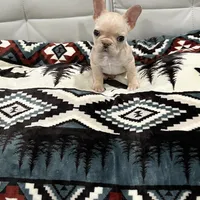 Luh Pinky, a male French Bulldog for sale in Decatur, GA – Photo 4 of 4