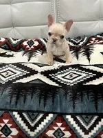 Luh Pinky, a male French Bulldog for sale in Decatur, GA – Photo 4 of 4