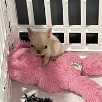 Luh Pinky, a male French Bulldog for sale in Decatur, GA – Photo 3 of 4