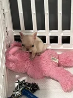 Luh Pinky, a male French Bulldog for sale in Decatur, GA – Photo 3 of 4