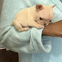 Luh Pinky, a male French Bulldog for sale in Decatur, GA – Photo 2 of 4