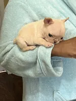 Luh Pinky, a male French Bulldog for sale in Decatur, GA – Photo 2 of 4