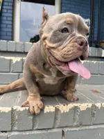 Chanel, a female American Bully for sale in Decatur, GA – 7 of 7