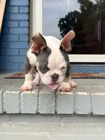 Gizzie, a female American Bully for sale in Decatur, GA – 4 of 7
