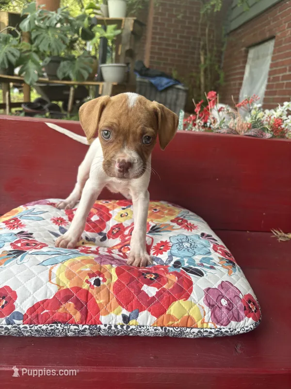 Roxaa – Bullmastiff, American Pit Bull Terrier puppy for sale in Ellenwood, GA