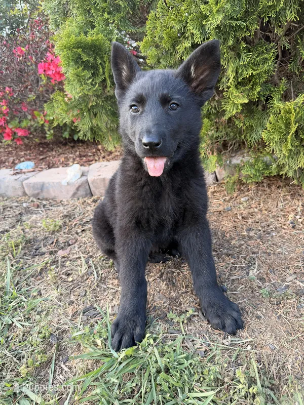 Blue – German Shepherd Dog puppy for sale in Madison, NC