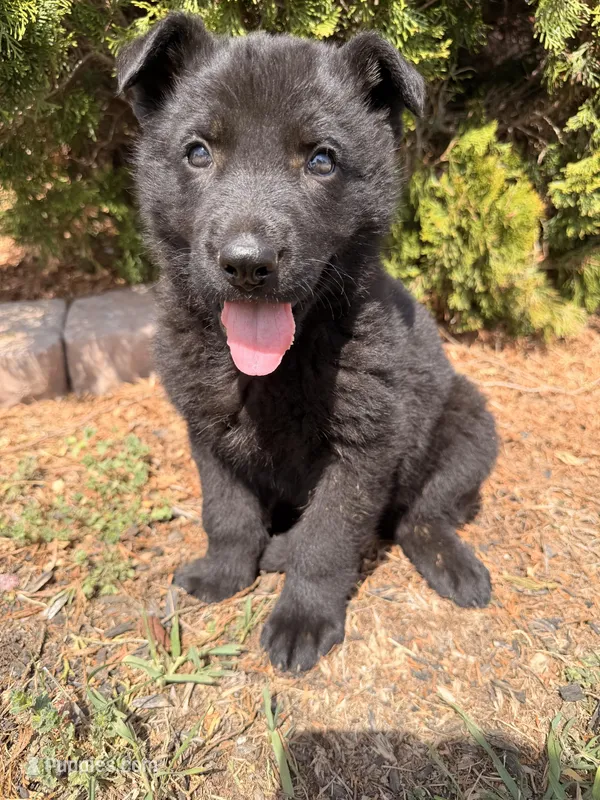 Blue – German Shepherd Dog puppy for sale in Madison, NC