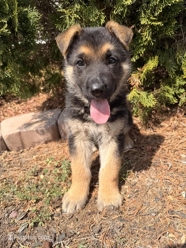 Pink – German Shepherd Dog puppy for sale in Madison, NC