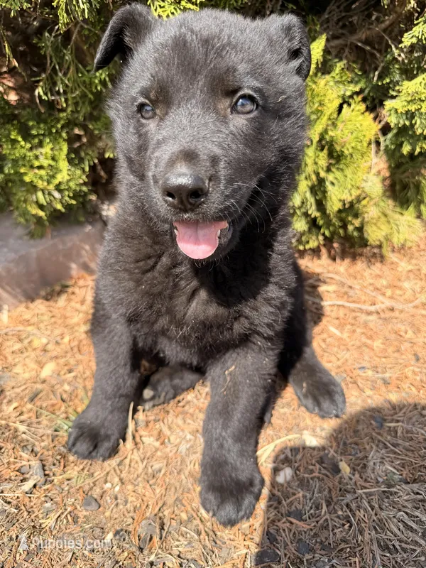 Red – German Shepherd Dog puppy for sale in Madison, NC