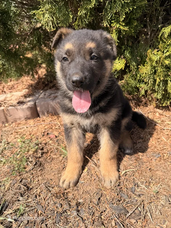 Purple – German Shepherd Dog puppy for sale in Madison, NC