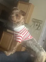 Mario, a male Yorkshire Terrier for sale in Sumter, SC – 1 of 3