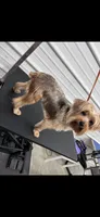 Mario, a male Yorkshire Terrier for sale in Sumter, SC – 3 of 3