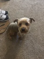 Mario, a male Yorkshire Terrier for sale in Sumter, SC – 2 of 3