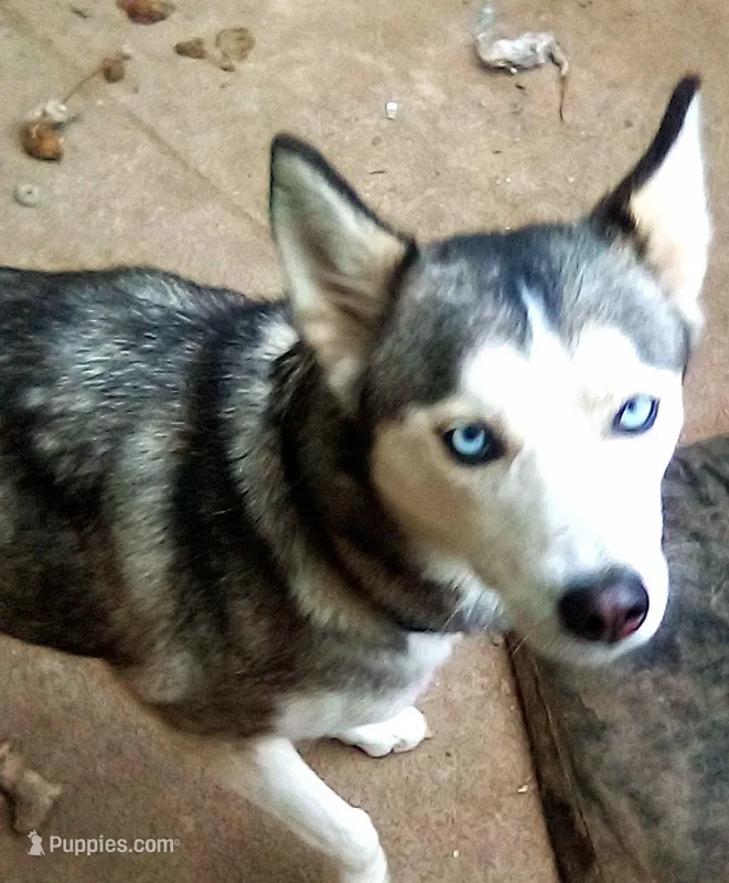Mystic  – Siberian Husky puppy for sale in Richmond, CA