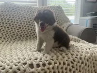 Bear, a male Australian Shepherd and Border Collie for sale in Red Springs, NC – 3 of 6