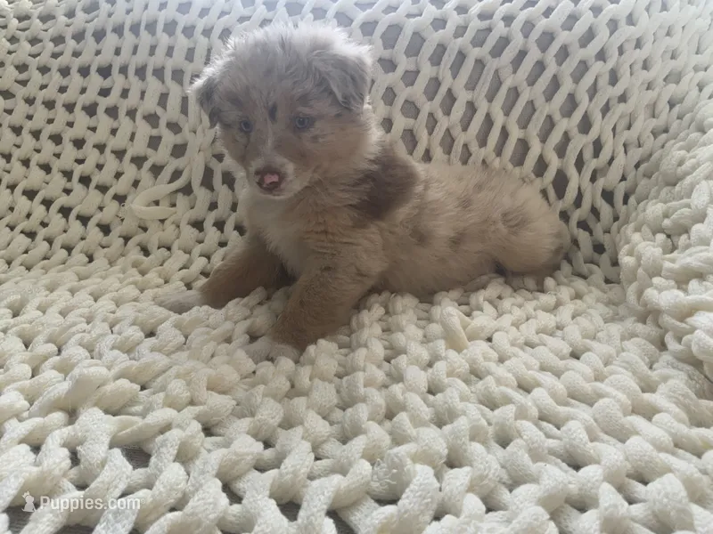 Chica – Australian Shepherd, Border Collie puppy for sale in Red Springs, NC