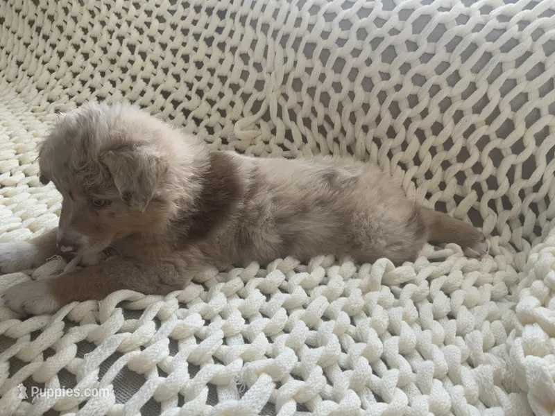 Shummer – Australian Shepherd, Border Collie puppy for sale in Red Springs, NC