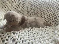 Shummer, a male Australian Shepherd and Border Collie for sale in Red Springs, NC – 1 of 3