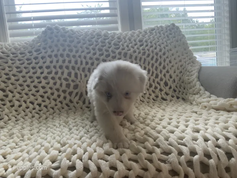 Max – Australian Shepherd, Border Collie puppy for sale in Red Springs, NC