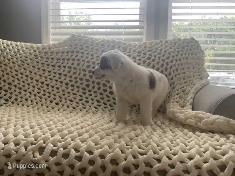 Lola – Australian Shepherd, Border Collie puppy for sale in Red Springs, NC