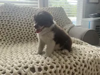Bear, a male Australian Shepherd and Border Collie for sale in Red Springs, NC – 2 of 6