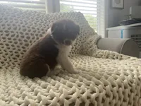 Bear, a male Australian Shepherd and Border Collie for sale in Red Springs, NC – 5 of 6
