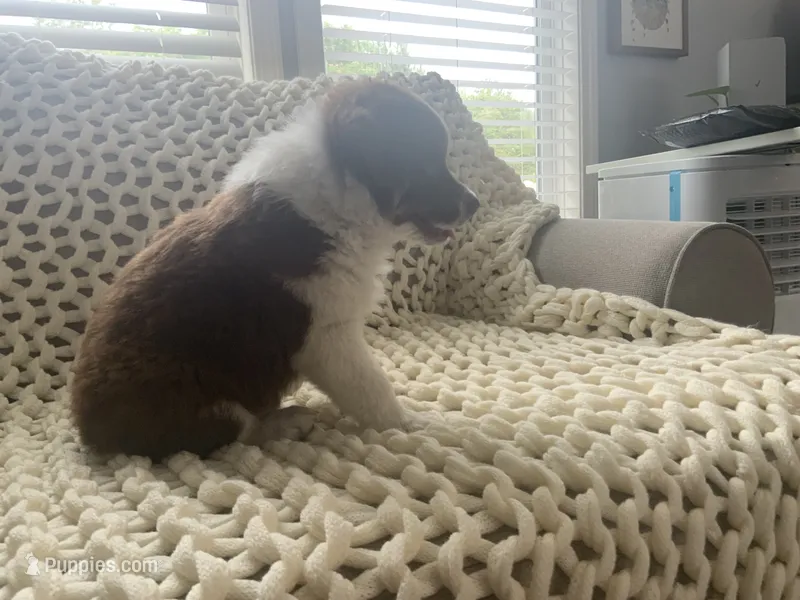 Bear – Australian Shepherd, Border Collie puppy for sale in Red Springs, NC