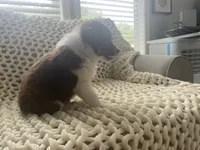 Bear, a male Australian Shepherd and Border Collie for sale in Red Springs, NC – 1 of 6