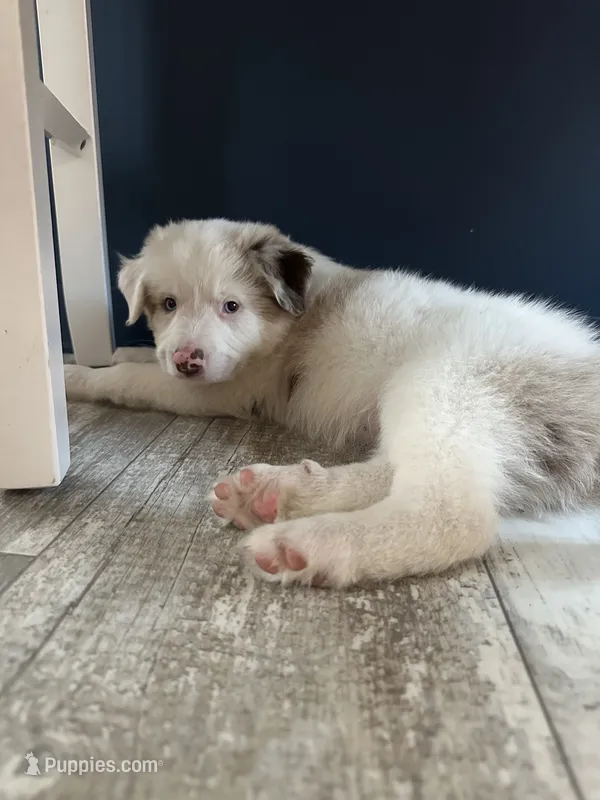 Sammy – Australian Shepherd, Border Collie puppy for sale in Red Springs, NC