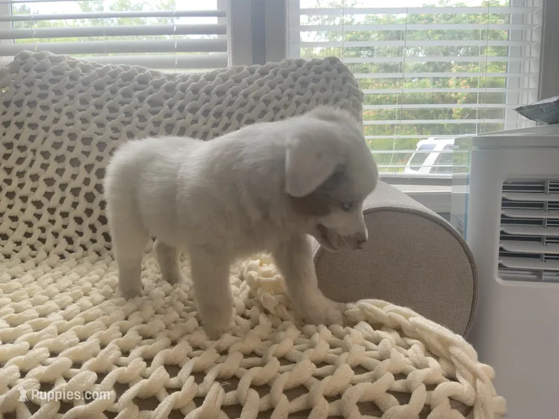 Sammy – Australian Shepherd, Border Collie puppy for sale in Red Springs, NC