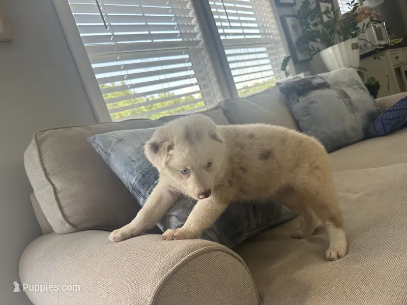 Bunny  – Australian Shepherd, Border Collie puppy for sale in Red Springs, NC