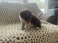 Bear, a male Australian Shepherd and Border Collie for sale in Red Springs, NC – 6 of 6