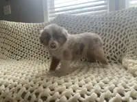 Sussy , a female Australian Shepherd and Border Collie for sale in Red Springs, NC – 4 of 5