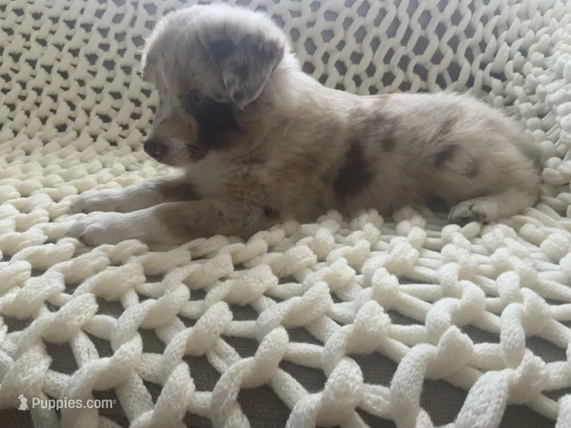 Chica – Australian Shepherd, Border Collie puppy for sale in Red Springs, NC