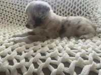 Chica, a female Australian Shepherd and Border Collie for sale in Red Springs, NC – 1 of 3