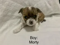 Puppies ready March 2026, a female Shihpoo and Chihuahua for sale in Phoenixville, PA – Photo 2 of 5