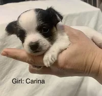 Puppies ready March 2026, a female Shihpoo and Chihuahua for sale in Phoenixville, PA – Photo 3 of 5