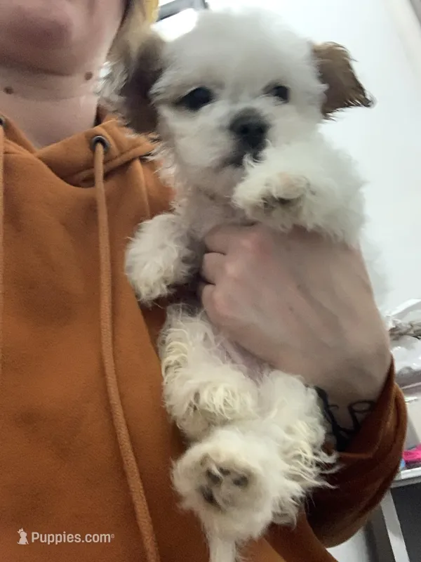 Tiny – Shihpoo, Chihuahua puppy for sale in Phoenixville, PA