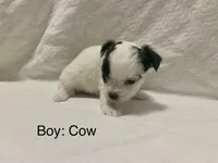 Puppies ready March 2026, a female Shihpoo and Chihuahua for sale in Phoenixville, PA – Photo 4 of 5