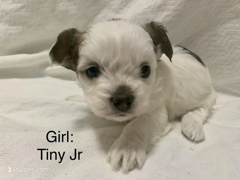 Puppies ready March 2026