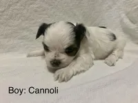 Puppies ready March 2026, a female Shihpoo and Chihuahua for sale in Phoenixville, PA – Photo 5 of 5