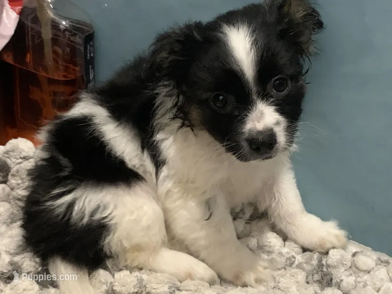Big Boy – Shihpoo, Chihuahua puppy for sale in Phoenixville, PA