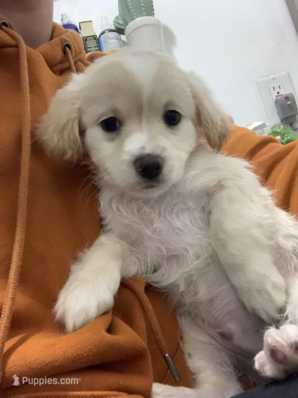 Galao  – Shihpoo, Chihuahua puppy for sale in Phoenixville, PA