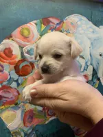Cappuccino, a male Shihpoo and Chihuahua for sale in Phoenixville, PA – Photo 2 of 2